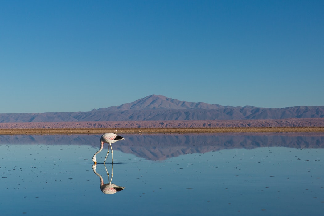 Fotografía de parque nacional en San Pedro de Atacama donde se ve un flamenco en un salar